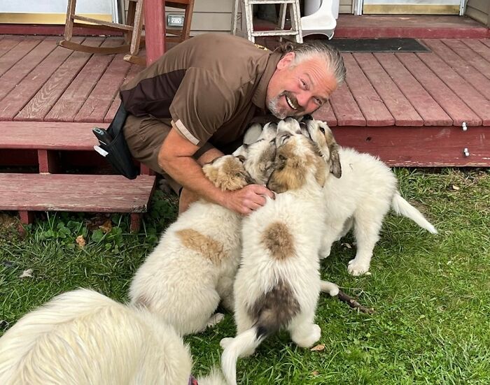 Brad In Sturgeon Bay, Wi Being Bombarded By Great Pyrenees Pups