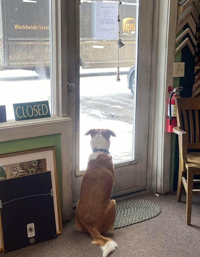 Nacho Patiently Waiting For His Favorite Visitor! Breckenridge, Colorado