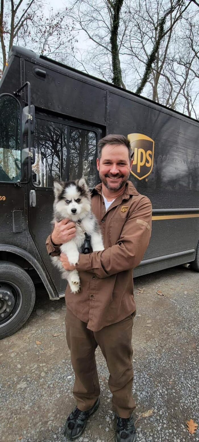 This Is Masha An 11 Week Old Pomsky. Driver Bob Is Always At The House Delivering Packages! I Think Bobs Favorite Is Masha, Even Though Both Home Owners Think It’s Them, I Can See It In The Face. Greencastle, Pa