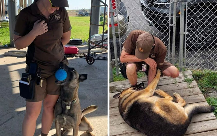 40 Times UPS Drivers Met The Cutest Dogs While On Duty, As Shared In This Facebook Group (New Pics)