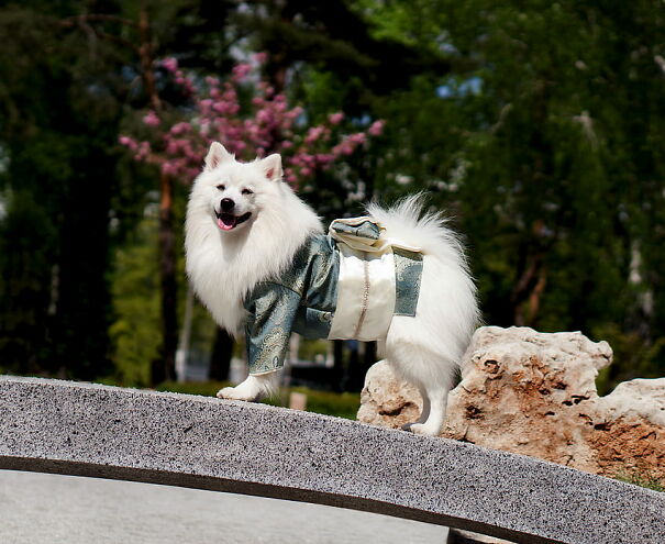desktop-wallpaper-japanese-spitz-white-dogs-beautiful-dogs-kimono-women-geisha-samurai-nature-pets-couturier-simba-simba-tsar-zverei-love-japan-umbrella-friendship-2296x1879-64137cb703ad3.jpg