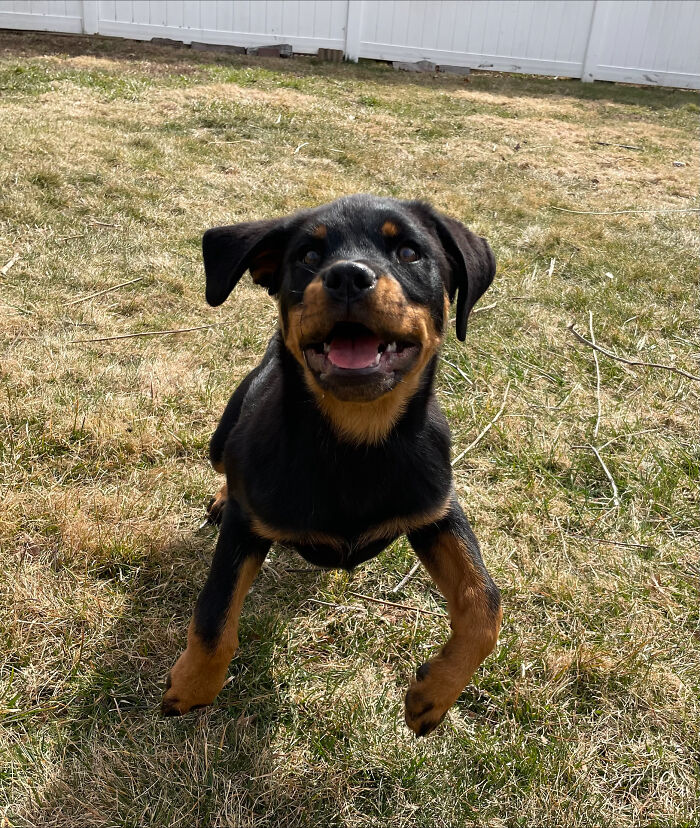 Jumping For Joy - Rotti Puppy