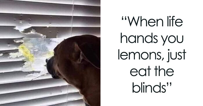 “Aww, They’re So Stupid”: 105 Pics Of Dorky Dogs That People Just Had To Share (New Pics)