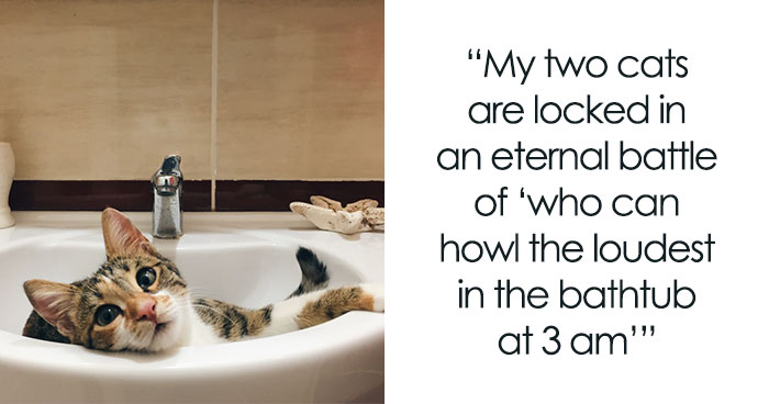 60 Dramatic Pets Whose Drama Queen Skills Are On Point