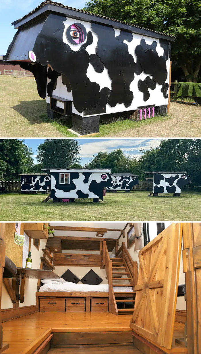 Cow Shed: Daisy At Easton Farm Park. Woodbridge, United Kingdom