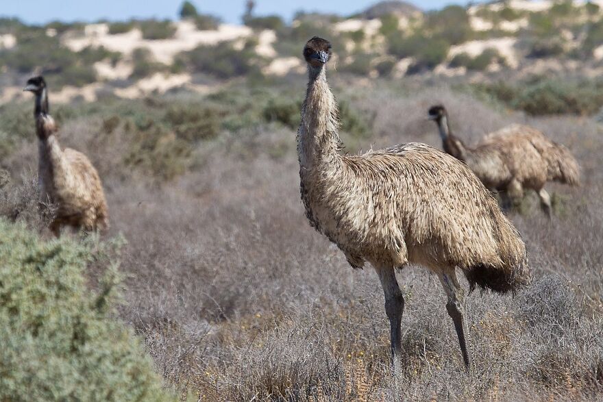 Three emu birds in Mungo National Park, NSW, Australia