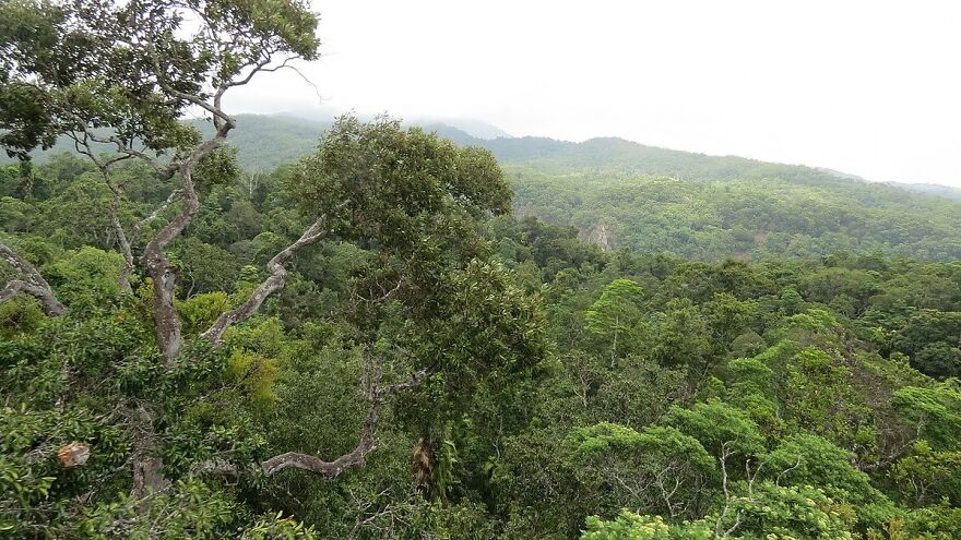Daintree Rainforest, Queensland
