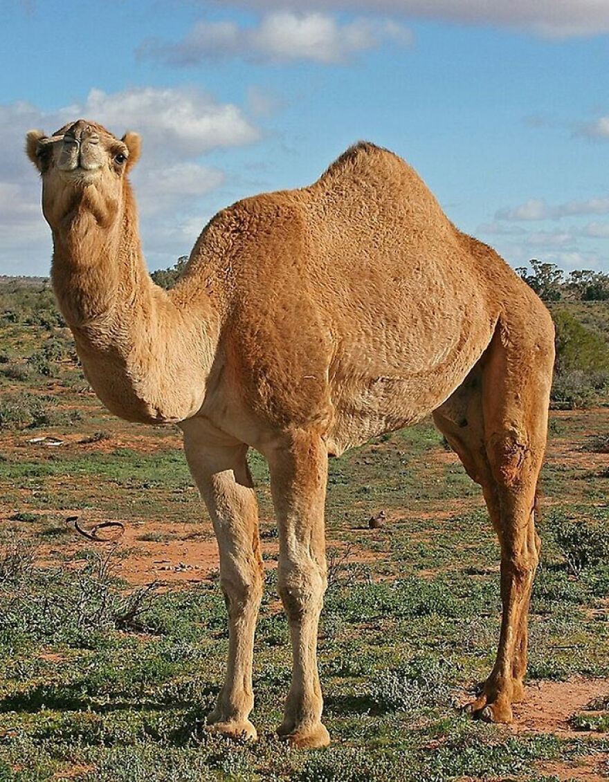 Dromedary camel in outback Australia, near Silverton, NSW