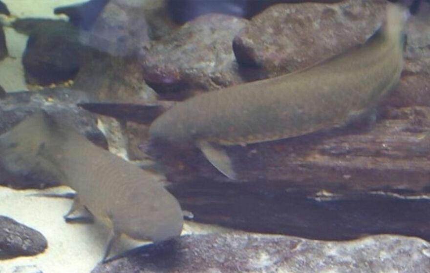 Lung fishes in an aquarium. Location taken: National Aquarium in Baltimore, Baltimore MD
