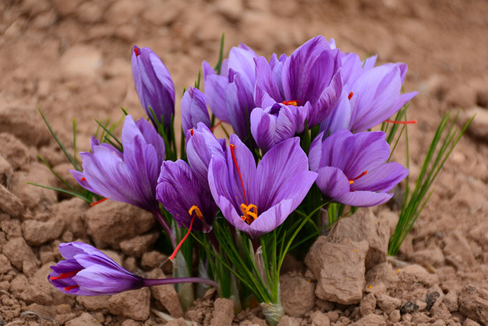Close up crocus sativus purple flower