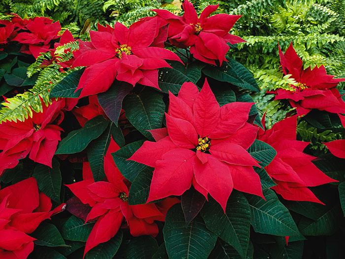 Picture of poinsettias in one place