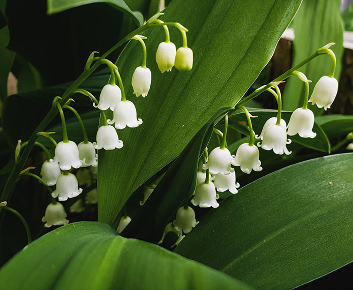 Close up lily of the valley flower