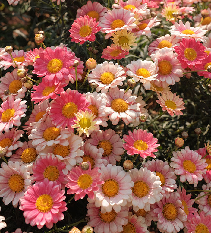 Picture of pink and white flowers in one place