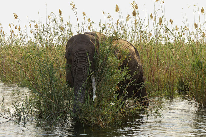 Elephant in the elephant grass