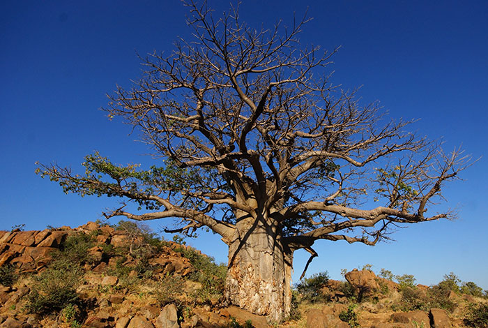 Picture of African baobab tree