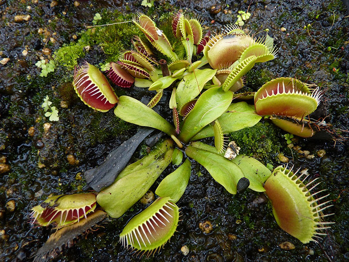 Close up carnivorous plant 