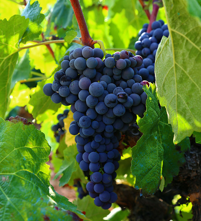 Close up blue grapes