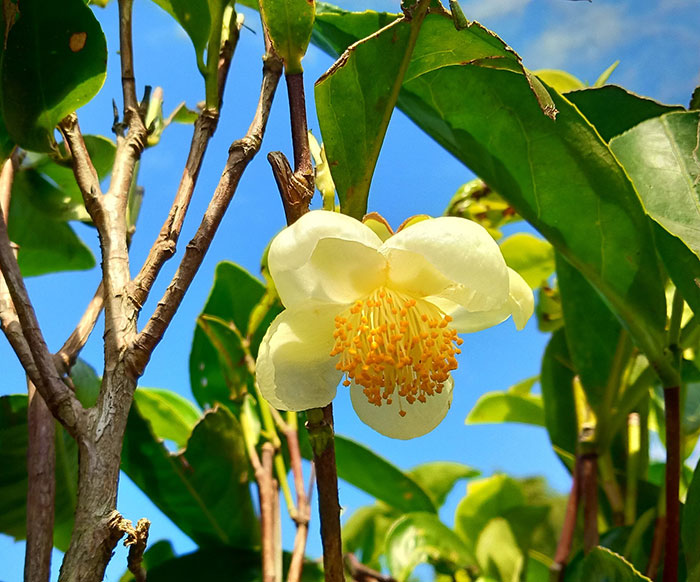 Close up camellia sinensis flower