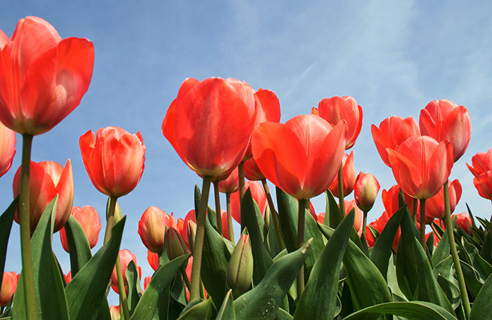 Picture of many red tulips in one place