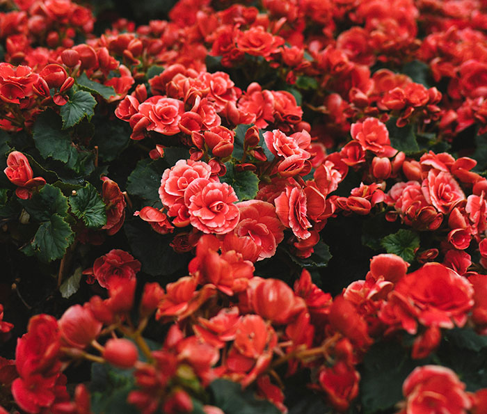 Picture of many red flowers in one place