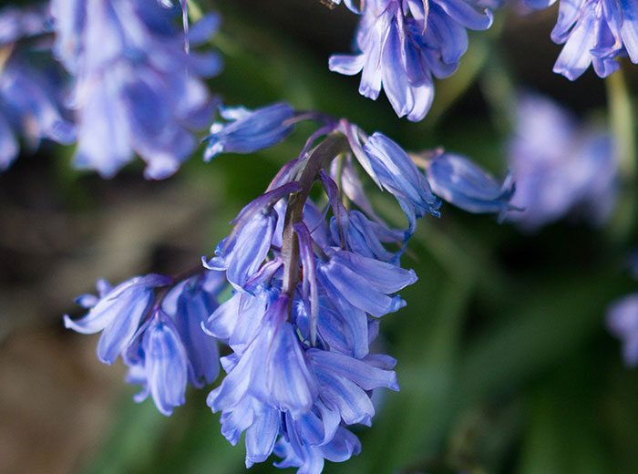 close up bluebell flower
