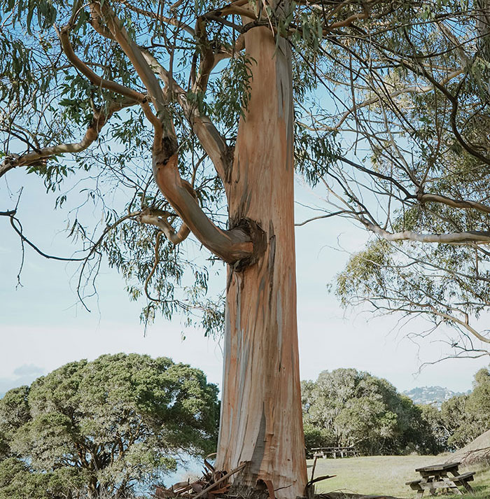 Picture of eucalyptus tree