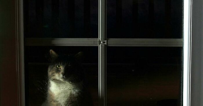 A Story Of A Stray Cat That Showed Up At Our Window And Came Into Our Life