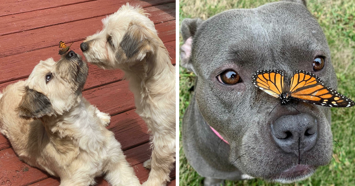 Pet Owners Take Photos Of Animals With Butterflies, And The Results Are