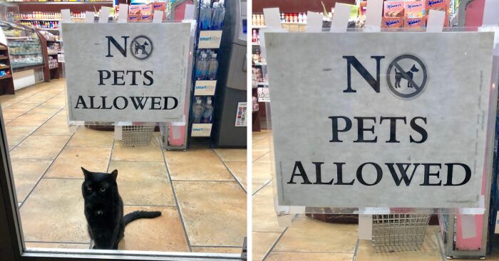 Hey Pandas, Post A Picture Of A Cat Being Naughty (Closed)