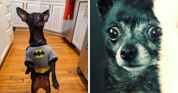 Hey Pandas, Post The Funniest Pic Of Your Pet (Closed)