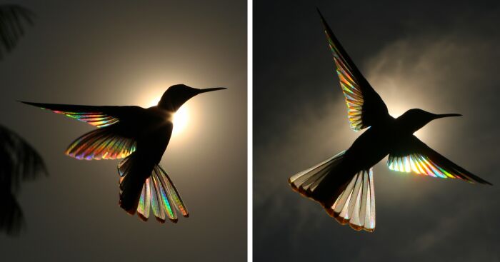 This Artist Captures Birds In Their Natural Habitat In His Photo Book “Birds Poetry In The Sky”