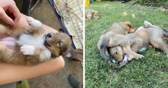 Hey Pandas! Here Are Some Photos Of My Summer Last Year On A Farm (24 Pics)