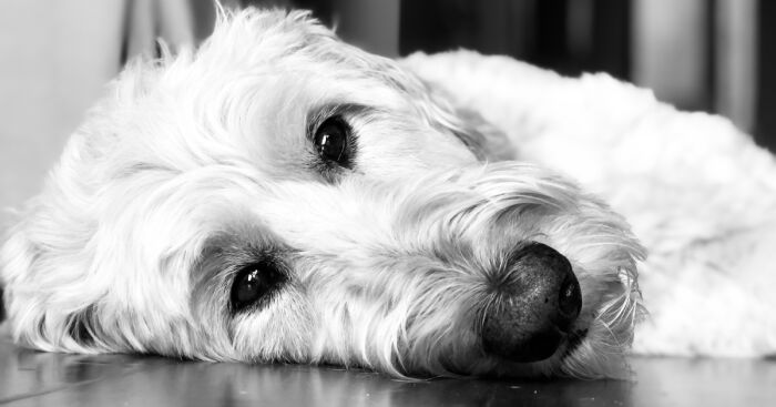 I Had Picture Day With All My Dogs, And These Are The Best Ones (19 Pics)