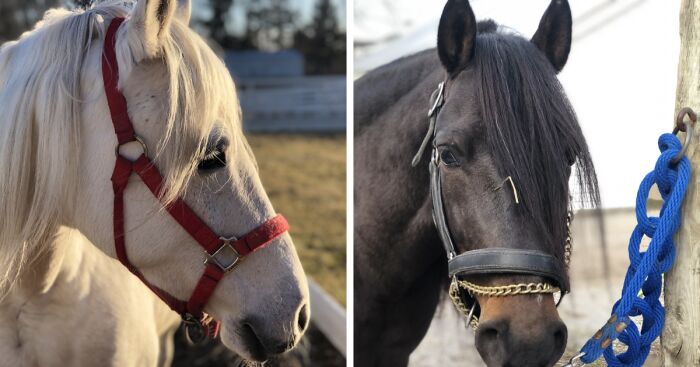 From Goofy To Glorious: 40 Of The Best Pictures I Took Of My Horses From Over The Years