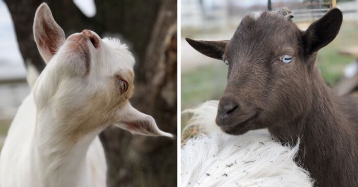 I Took Pictures Of My Mini Goats, And These Are 19 Of The Best Ones
