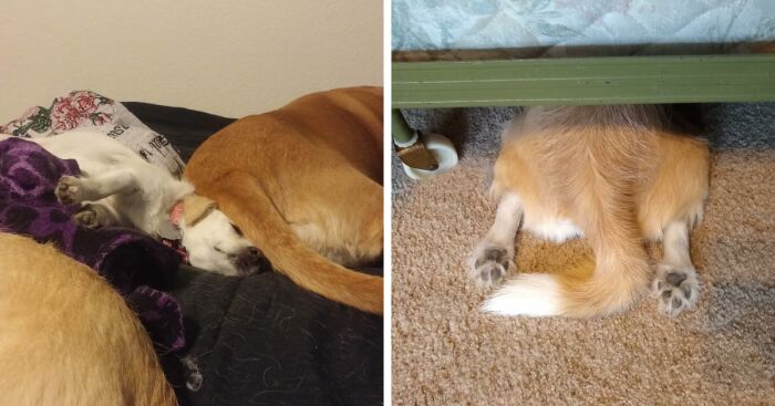 Hey Pandas, Post The Weirdest Thing Your Pet Likes To Do (Closed)