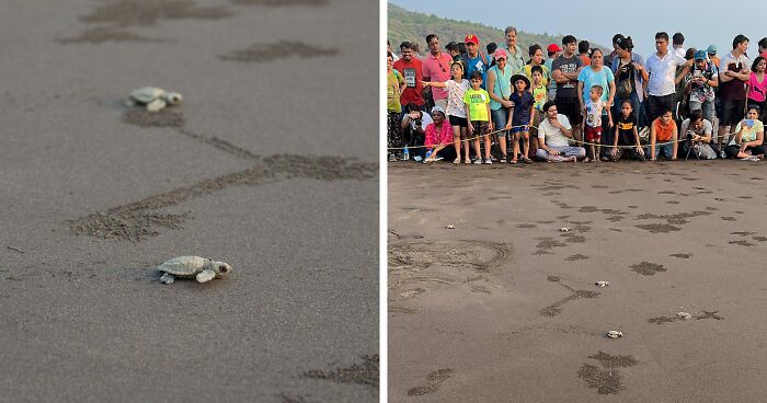 I Captured Olive Ridley Sea Turtle Taking First Step And Swim (4 Pics)