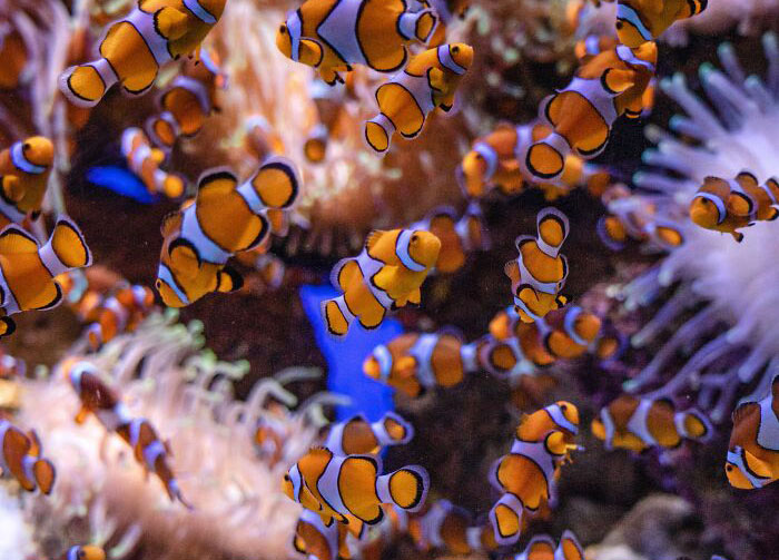 Many Clown Fish In The Fish Tank 