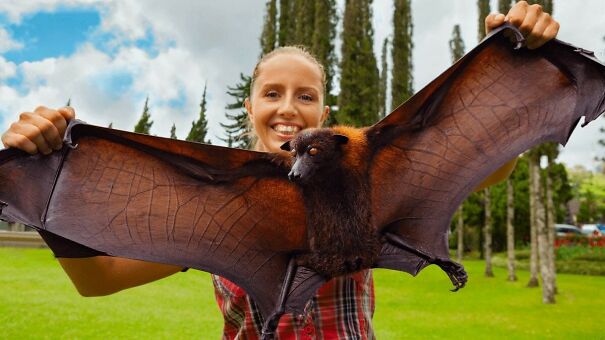flying-fox-bat-6411b5994b1ca.jpg