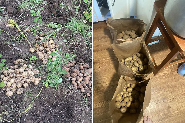 70 Lbs Of Potatoes I Grew From Seed Potatoes From A Garden Store And An Old Bag Of Russets From My Grandma’s Pantry. Total Cost: $10