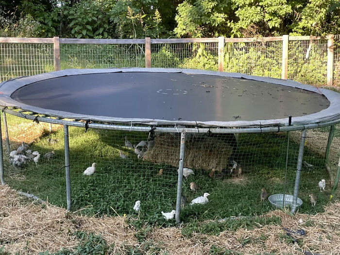 Making Our Own Chicken Tractor Saved Us Hundreds Of Dollars. Plus The Chicks Dig It!