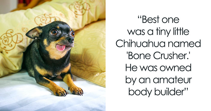 72 Funniest Pet Names That Luckily Our Companions Don’t Understand
