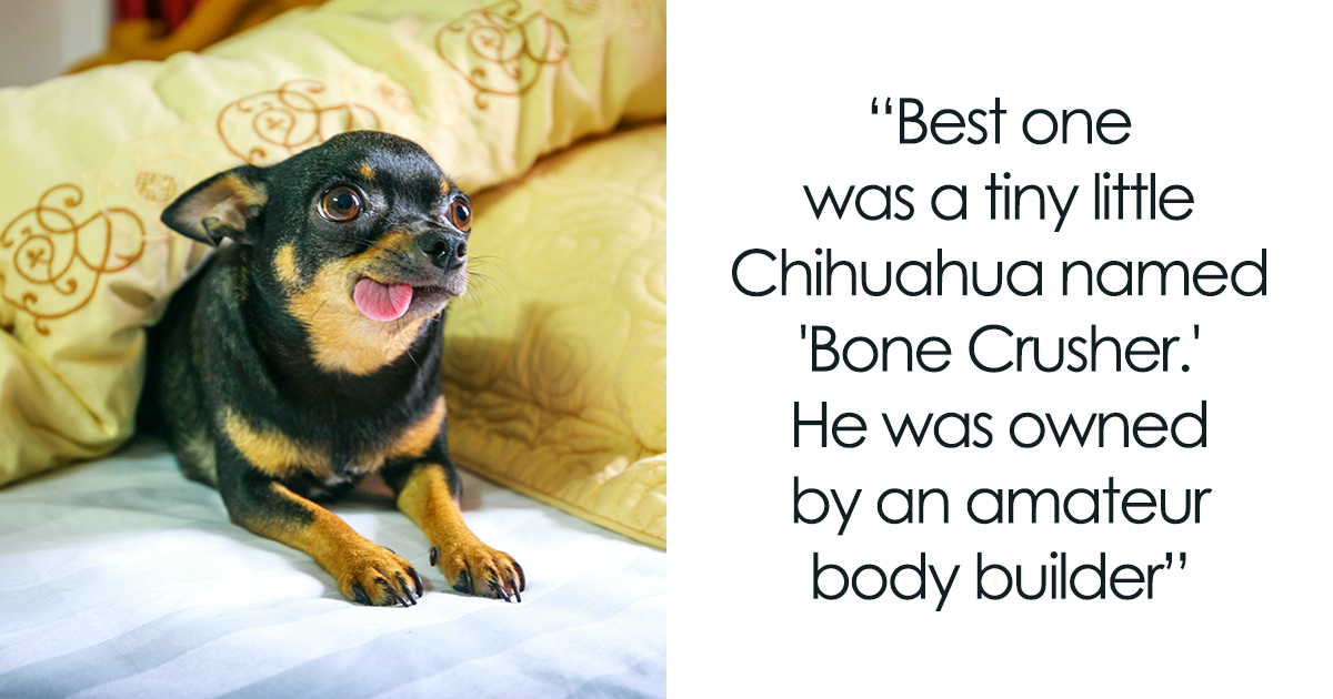 72 Funniest Pet Names That Luckily Our
