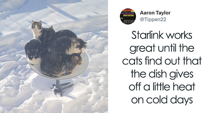 86 Funny Canadian Tweets That Tell It Like It Is