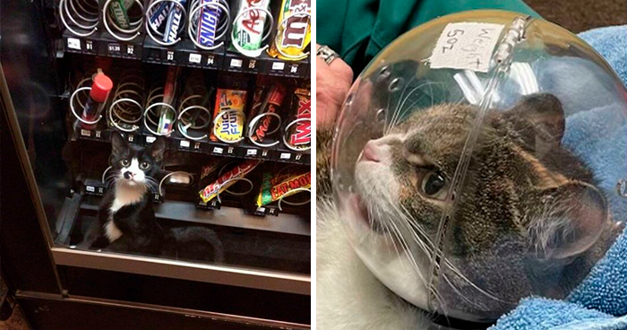 50 Cats In Random Circumstances That Have Accepted That This Is Their Life Meow