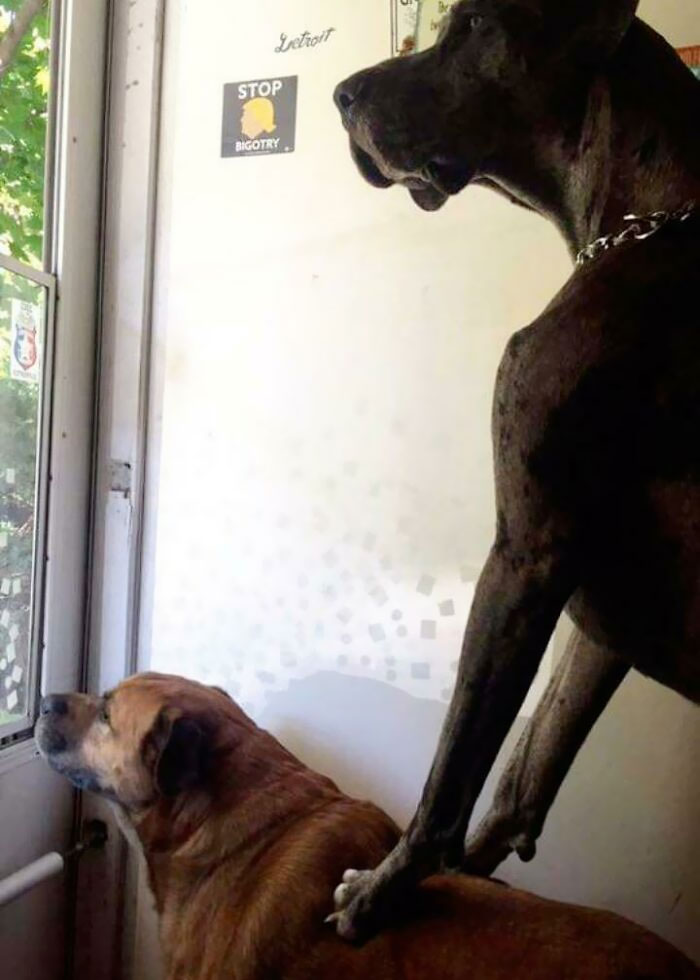 My Grandparents' 165 Lbs Great Dane Is Clearly Unaware Of His Size. He Still Thinks He Needs His Brother's Help To Look Out The Door