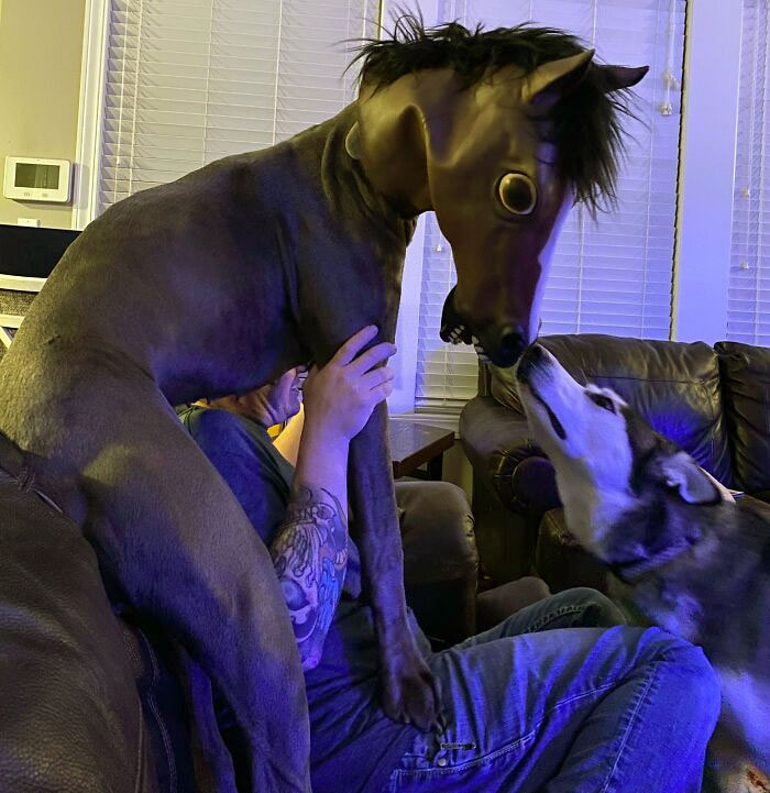 Daisy The Dane Is Channeling Her Inner Horse