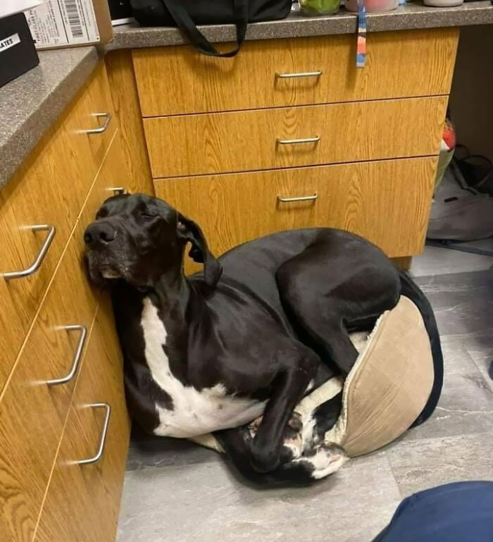 50 Funny Pics Of Great Danes With No Regard For Their Size New Pics 