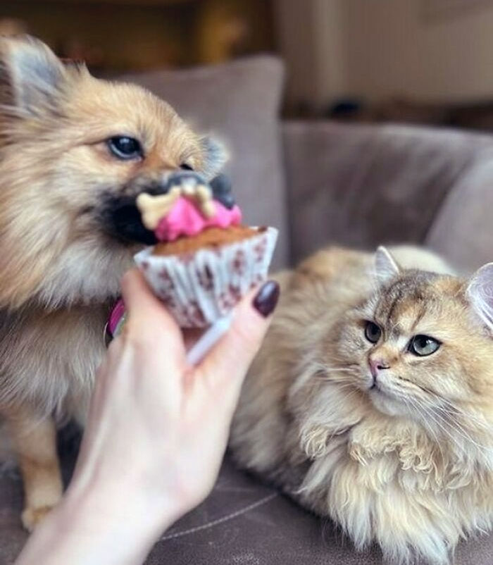 When You're A Cat And Realize The Birthday Cake Is For The Dog, Not You