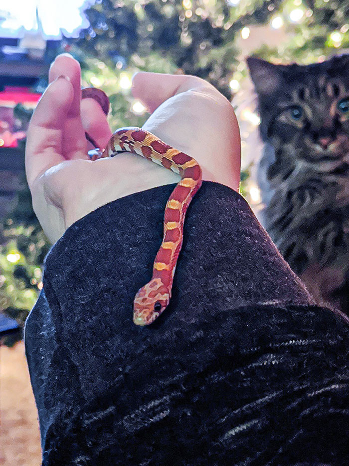My Baby Corn Snake Just Had A Growth Spurt. Apparently, Some Other Pets Are Jealous Of His Attention